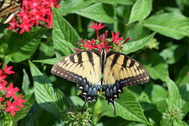 butterfly-3-gibbs-garden-atlanta.jpg