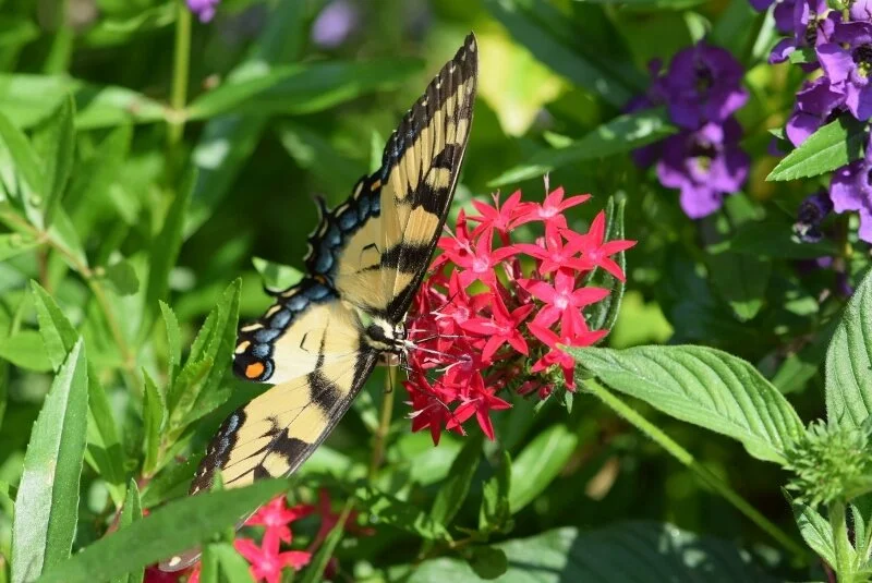 butterfly-2-gibbs-garden-atlanta.jpg