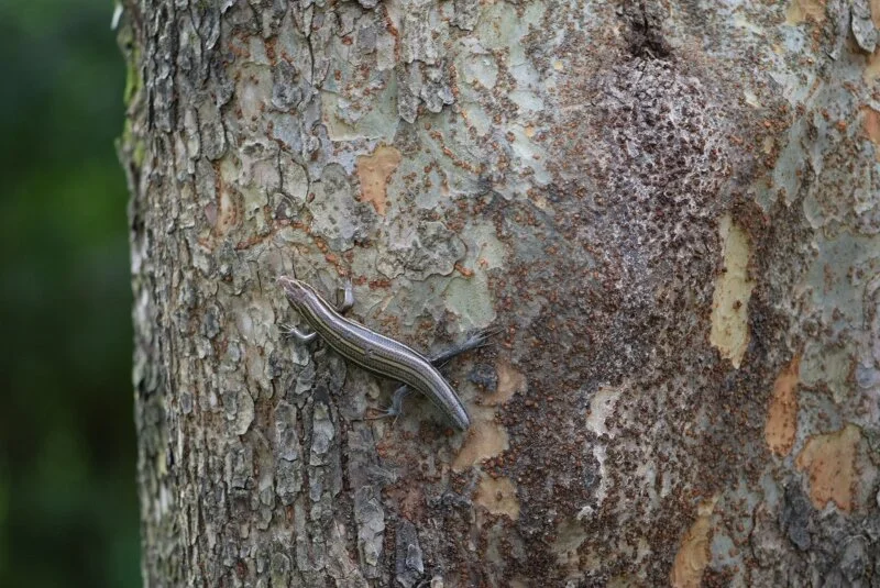 lizard-gibbs-garden-atlanta.jpg
