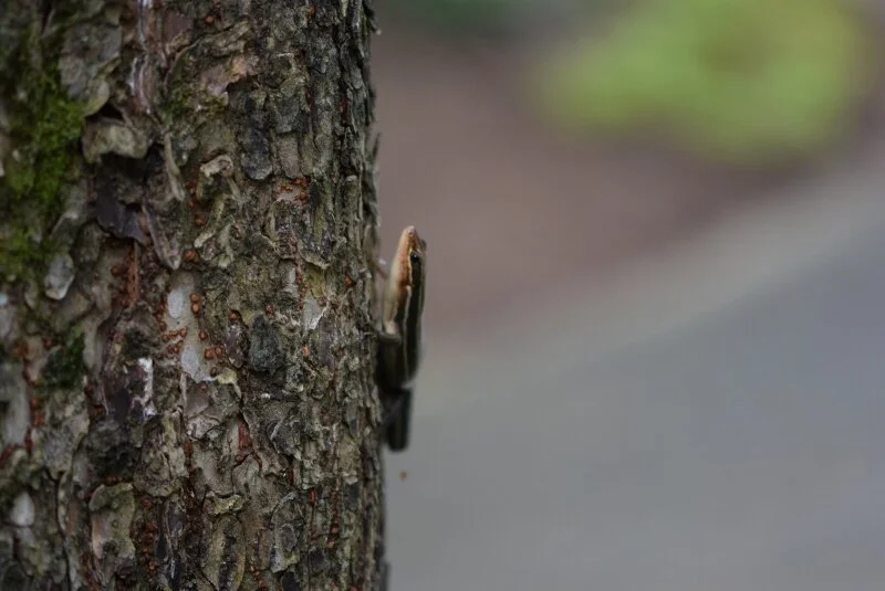 lizard-3-gibbs-garden-atlanta.jpg