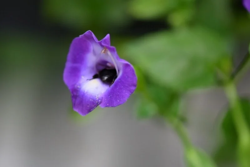 purple-flower-gibbs-garden-atlanta.jpg
