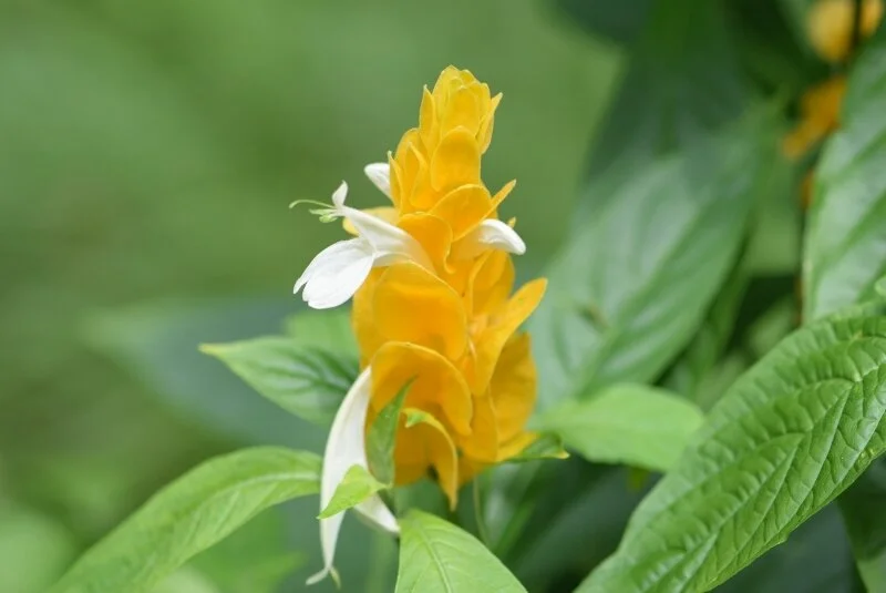 yellow-flower-gibbs-garden-atlanta.jpg