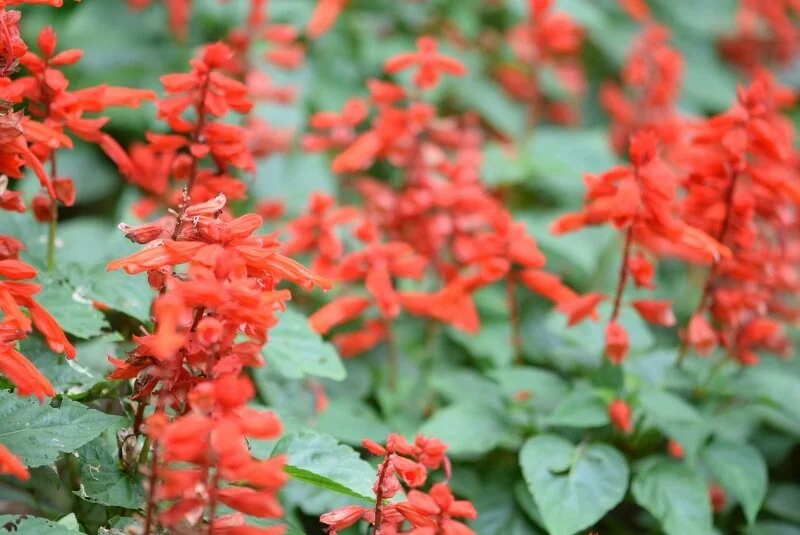 red-flowers-gibbs-garden-atlanta.jpg