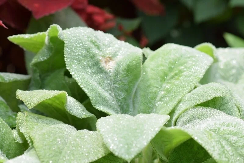 fuzzy-leaves-gibbs-garden-atlanta.jpg
