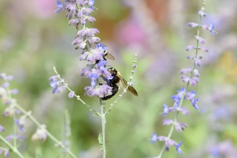 bee-gibbs-garden-atlanta.jpg