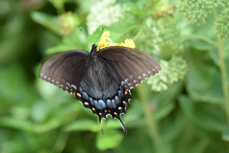 butterfly-5-gibbs-garden-atlanta.jpg