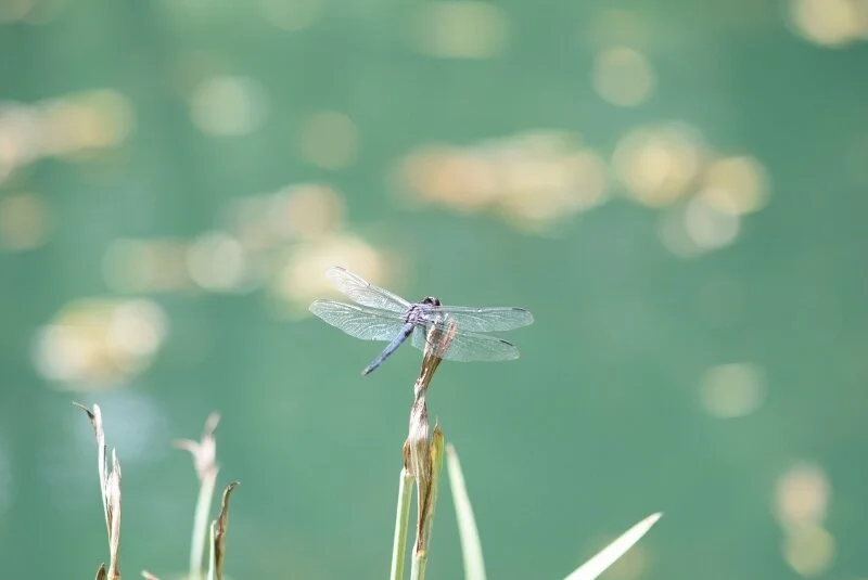 dragonfly-gibbs-garden-atlanta.jpg