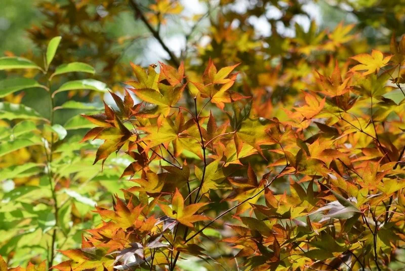 leaves-gibbs-garden-atlanta.jpg