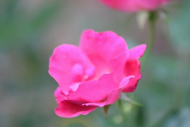 pink-flower-gibbs-garden-atlanta.jpg