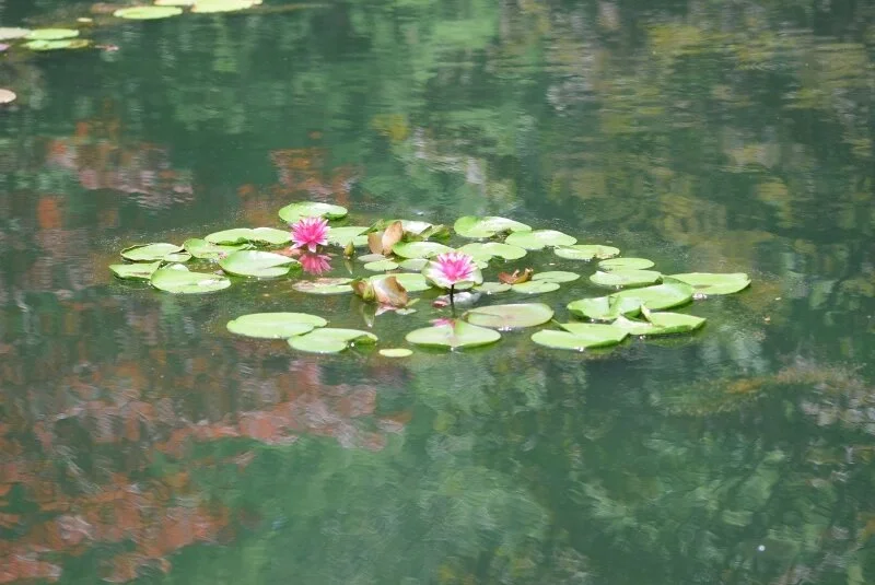 lilypad-gibbs-garden-atlanta.jpg