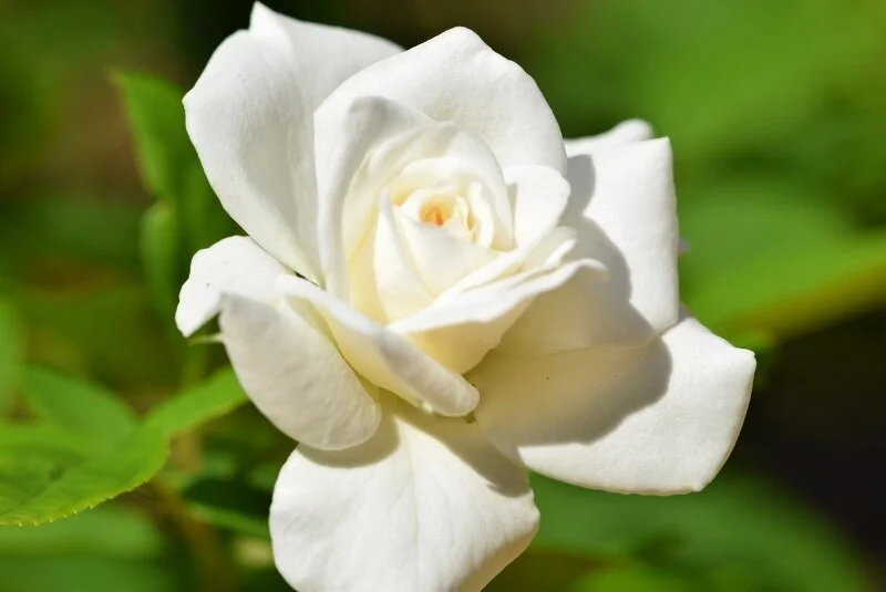 white-rose-2-gibbs-garden-atlanta.jpg