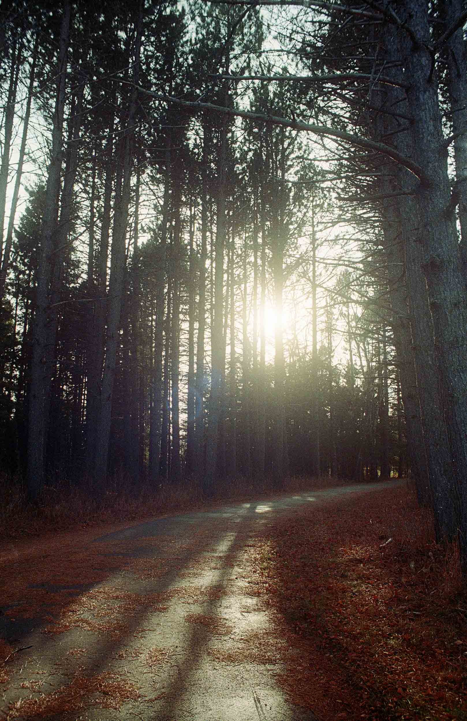 Woodland.jpg
