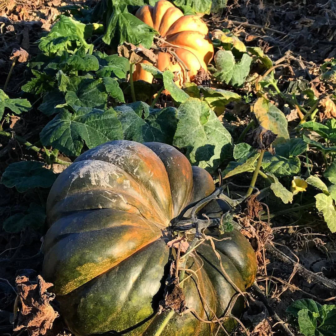 The Fairytale Pumpkin, or Musquèe de Provence, is traditionally sold in wedges in French markets.  When roasted, the flesh is rich, sweet and creamy and begs for good salted butter, roasted hazelnuts and fried sage leaves.