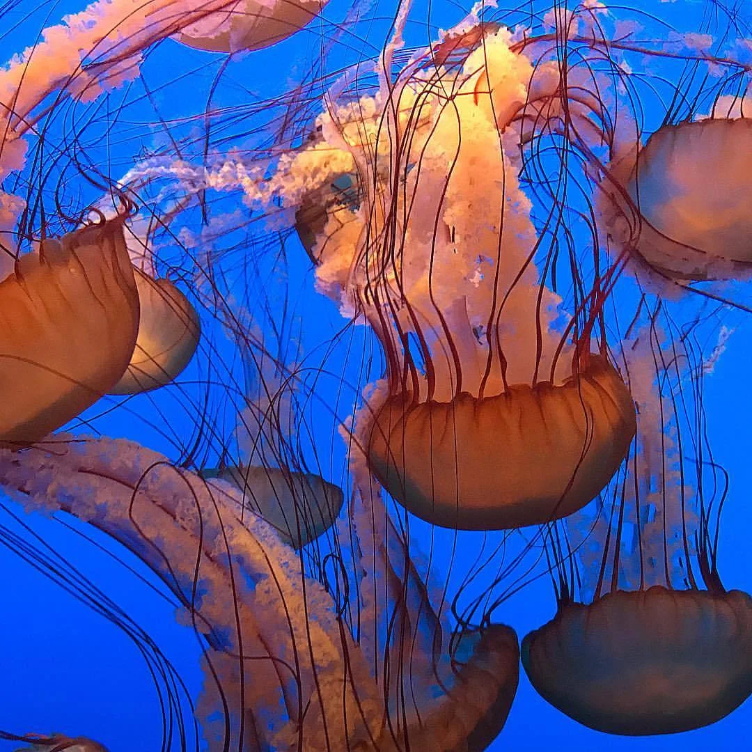 A sea nettle jellyfish hunts by trailing those long tentacles, covered with stinging cells. When the tentacles touch tiny plankton, the stinging cells stick tight and paralyze prey. From there, the prey is moved to the frilly mouth-arms and finally to the mouth, where the jelly consumes its meal.
-
#aquaticlife #natureisbeautiful #everythingisconnected #nofilter (at Monterey Bay Aquarium)