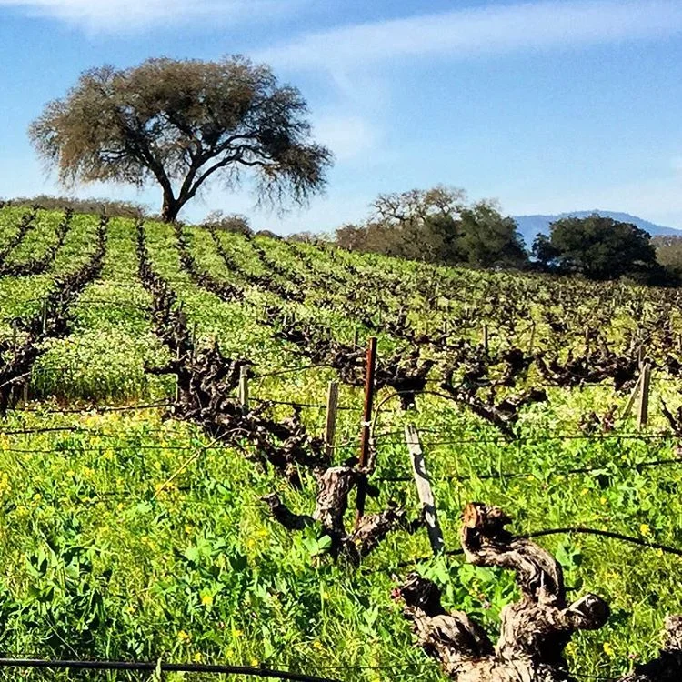 A February afternoon.
#winterlight #california #sonoma
