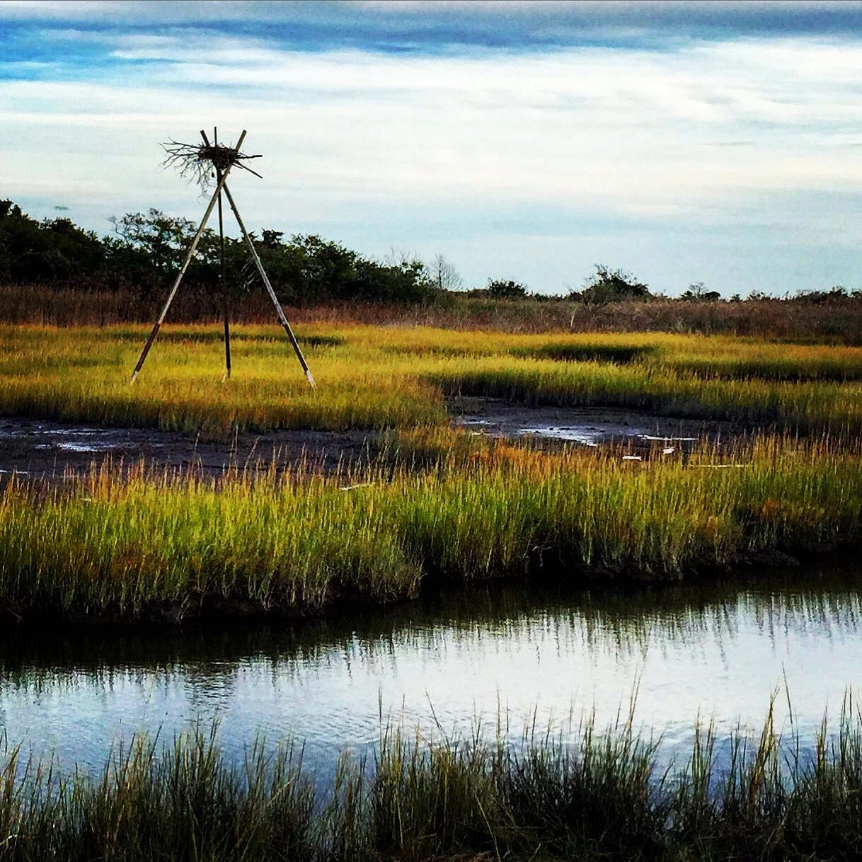 A heron’s nest tucked into Gooseneck Creek marsh in Newport, Rhode Island.
#newport #rhodeisland #newportwineandfoodfestival