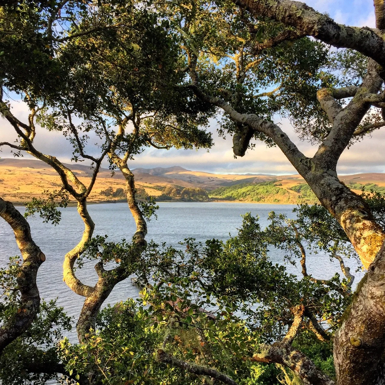 Tomales Bay.  
Inverness, California.