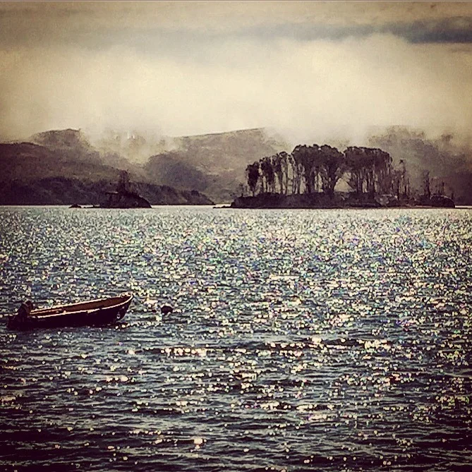 Hog Island.
Tomales Bay, California
#oysters #oysterbed #californialiving
