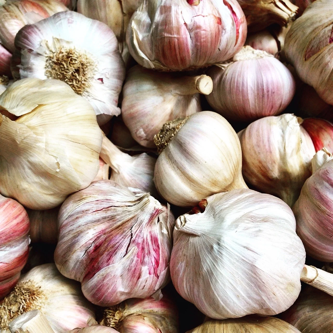 A classic hardneck garlic variety named for its place of origin in South West France, &lsquo;Lautrec Wight&rsquo; is widely regarded as France&rsquo;s finest garlic producing very pretty bulbs with white outer skins and deep pink cloves.
#london #en…