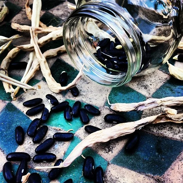 Harvesting French bean seeds from their dried pods to plant in the spring.  Time to plant the chicories and escarole for our winter soups&hellip;