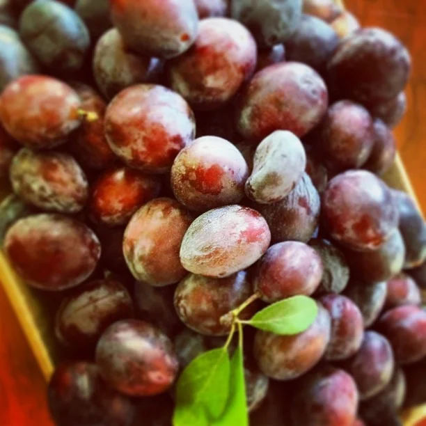 Last of the season&rsquo;s hand-picked French plums destined for a buttery crusted tart&hellip; (at at home in Napa)