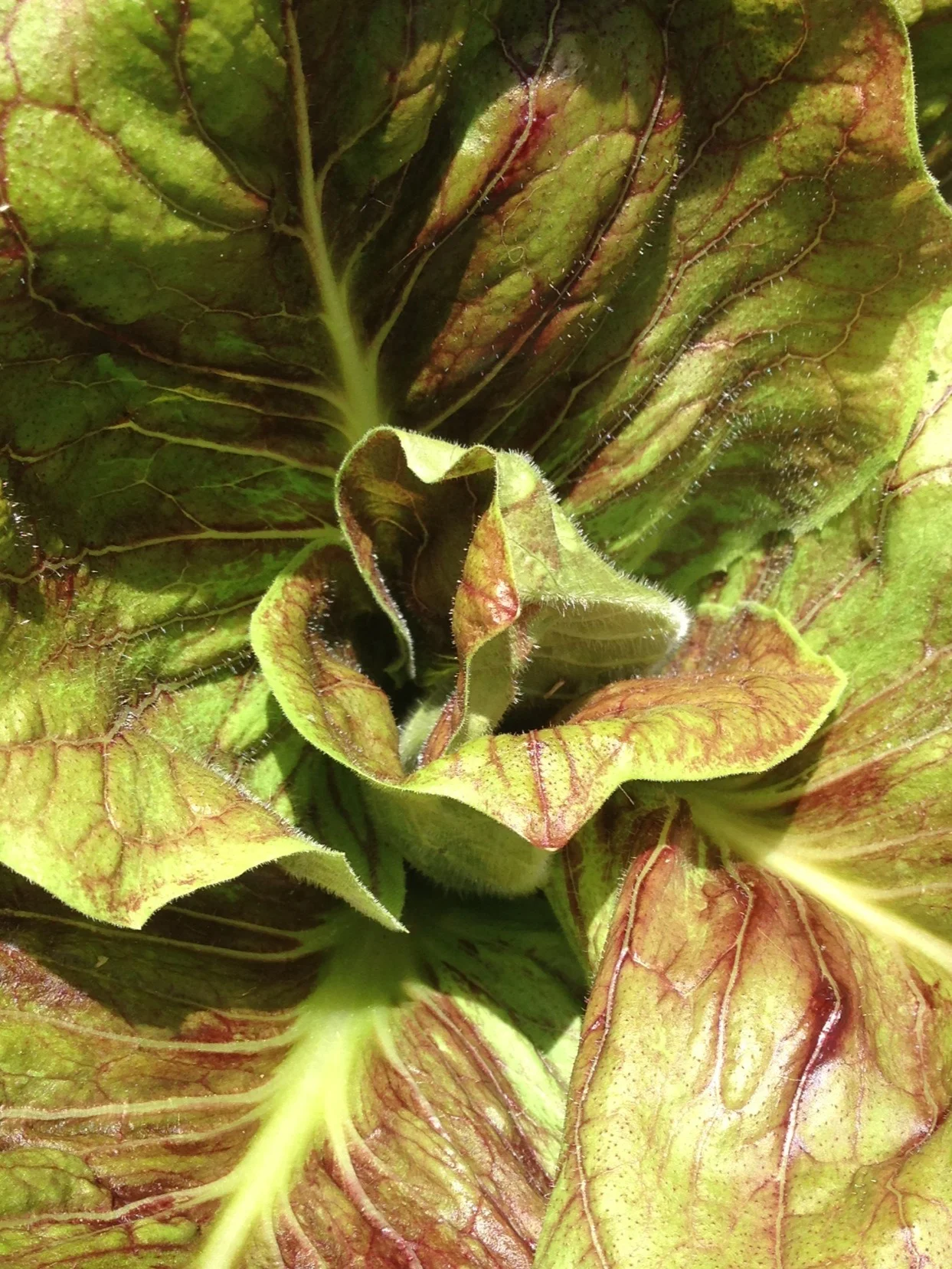 Italian chicories are omnipresent in our garden. This Radicchio di Verona has burgundy-veined leaves and white ribs. Vibrant and slightly bitter, these greens are delicious raw; a salad with fat ribbons of shaved Parmigiano is a delightful midday meal. When wilted in pancetta drippings and topped with poached eggs, these extraordinary greens become positively meaty. I’ve read bitter greens are a tonic for the liver, which is why I always make an effort to start dinner with an old Barbera d'Alba and finish with a big bowl of chicories…