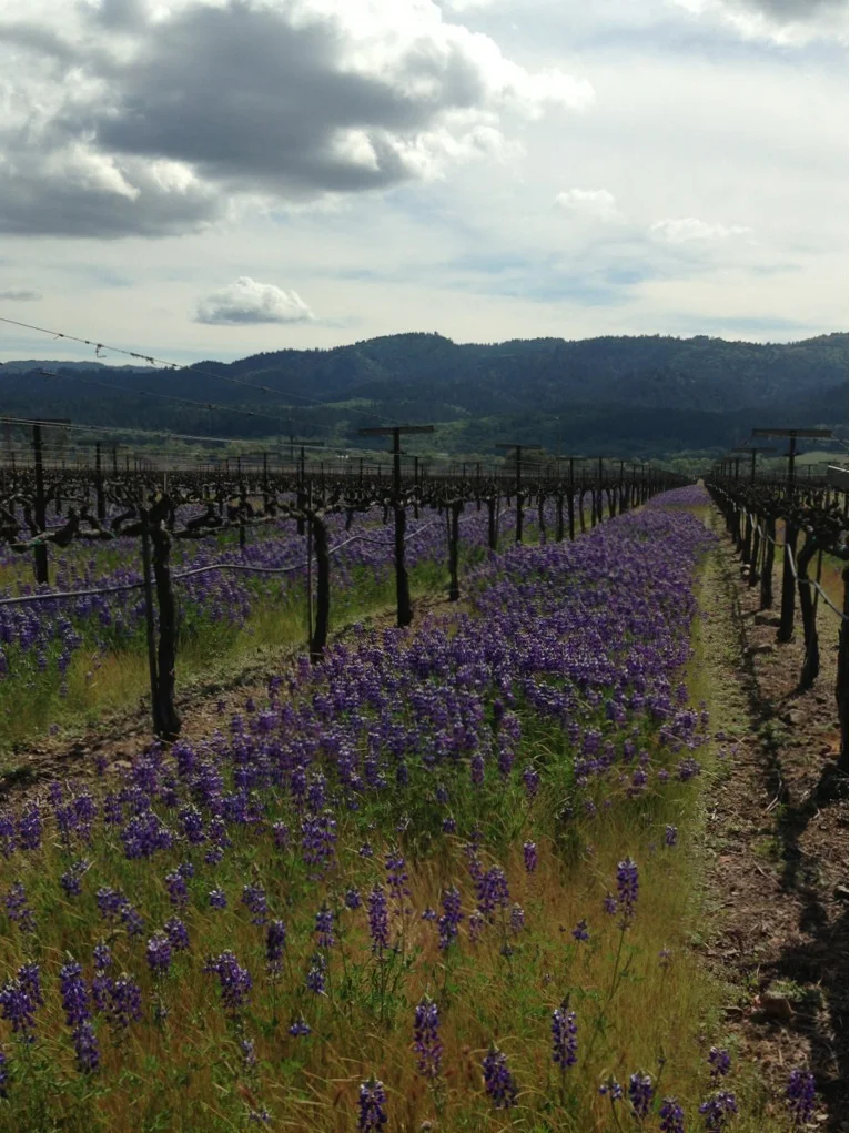 Lupine in bloom in between the Cabernet Sauvignon rows in Napa Valley.