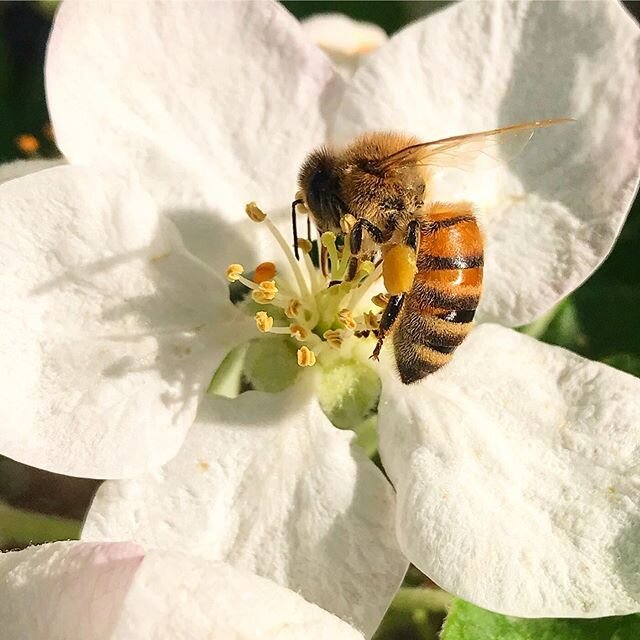 &ldquo;Preserve and cherish the pale blue dot, the only home we&rsquo;ve ever known.&rdquo;
- Carl Sagan (1934-1996) American scientist
-
#appleblossoms #appletree #honeybees #pollinators