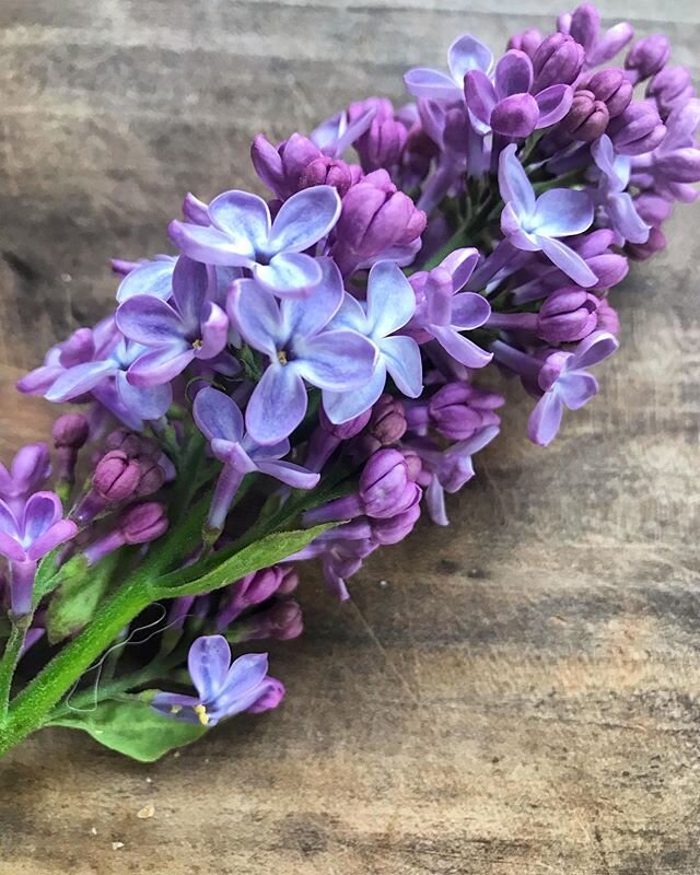 Lilac.
-
#canada #summertime #flowerforgeorge