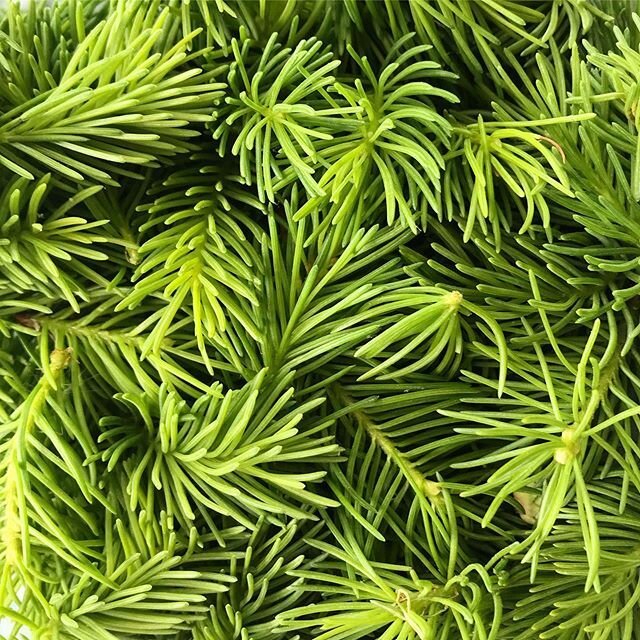 Spruce tips.
-
#foraging #cheesemakingexperiments #natureprovides