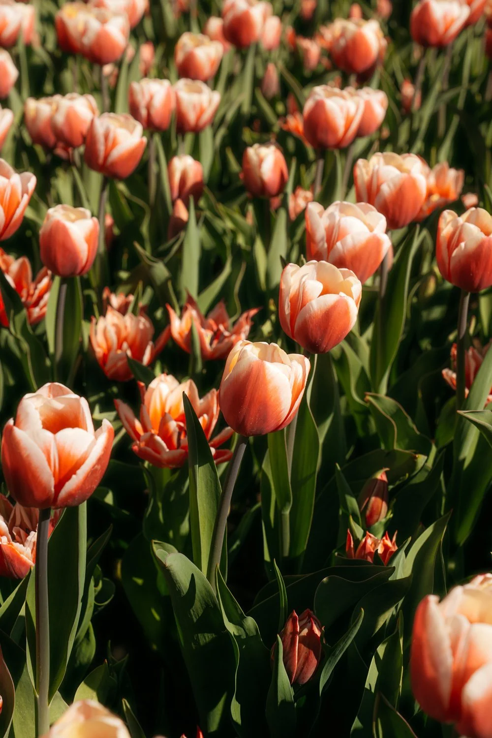 Red Tulips Keukenhof Gardens Early April