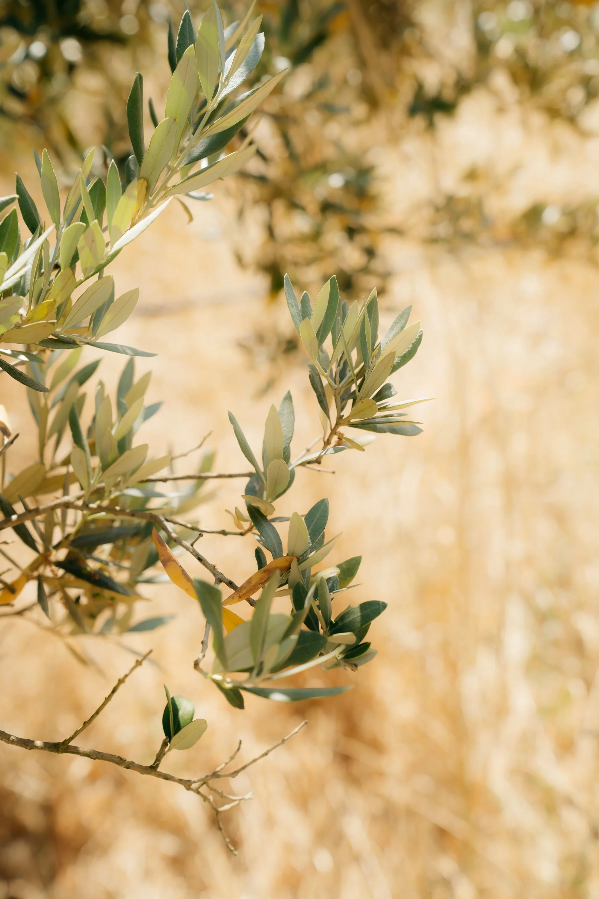 The Lourmarin Travel Guide: Olive Oil Tasting at Bastide du Laval