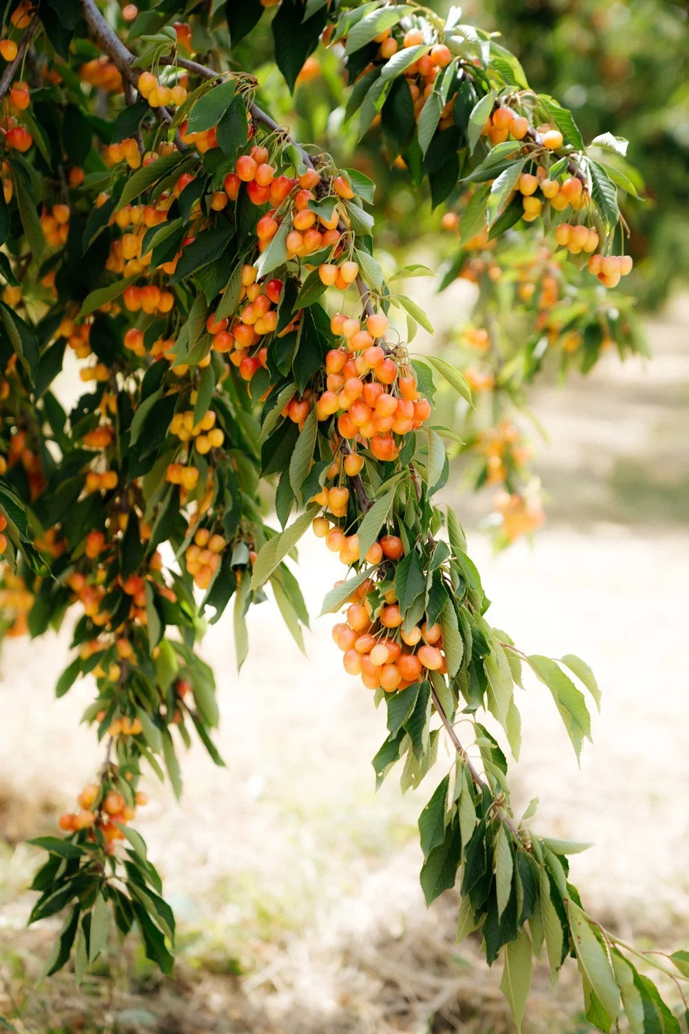 Provencal Cherry Tree June