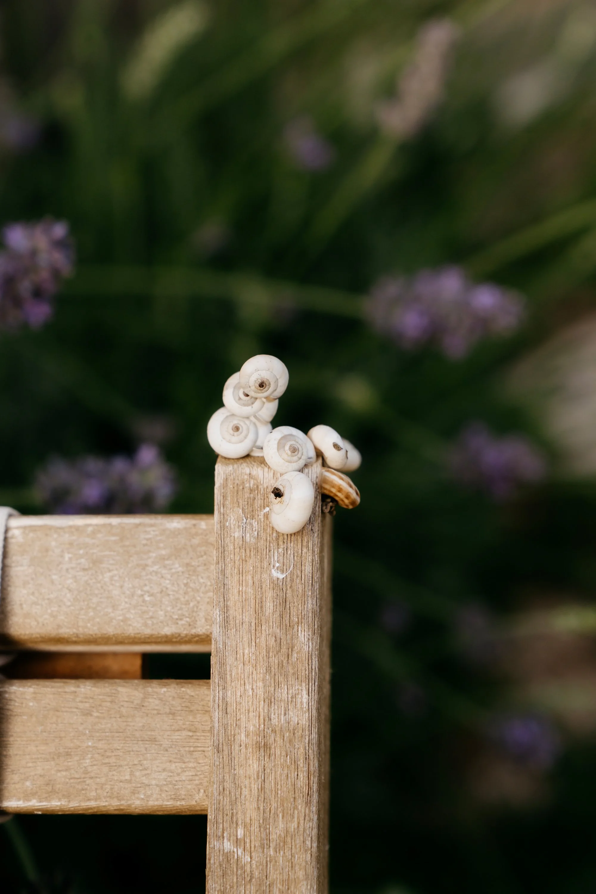 White Garden Snails Provence June