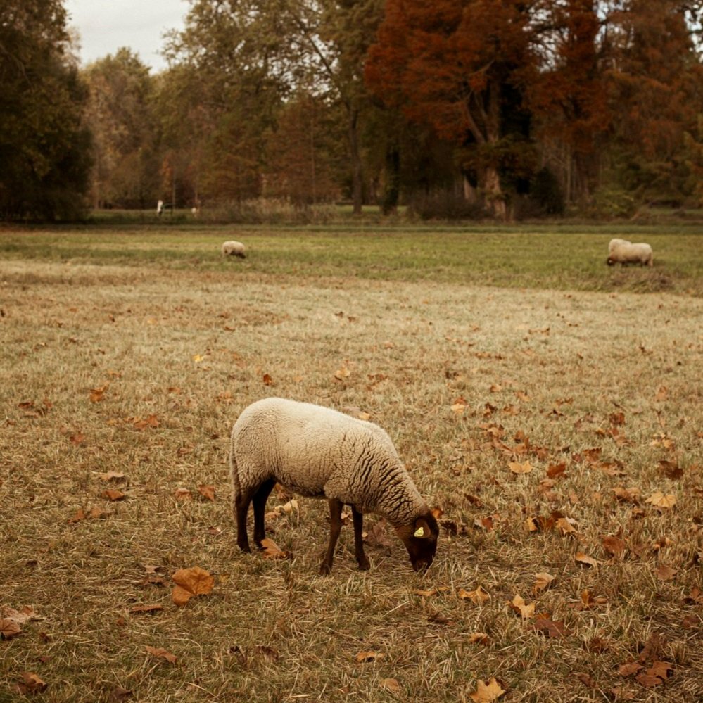 sheep on grounds of chateau de chantilly
