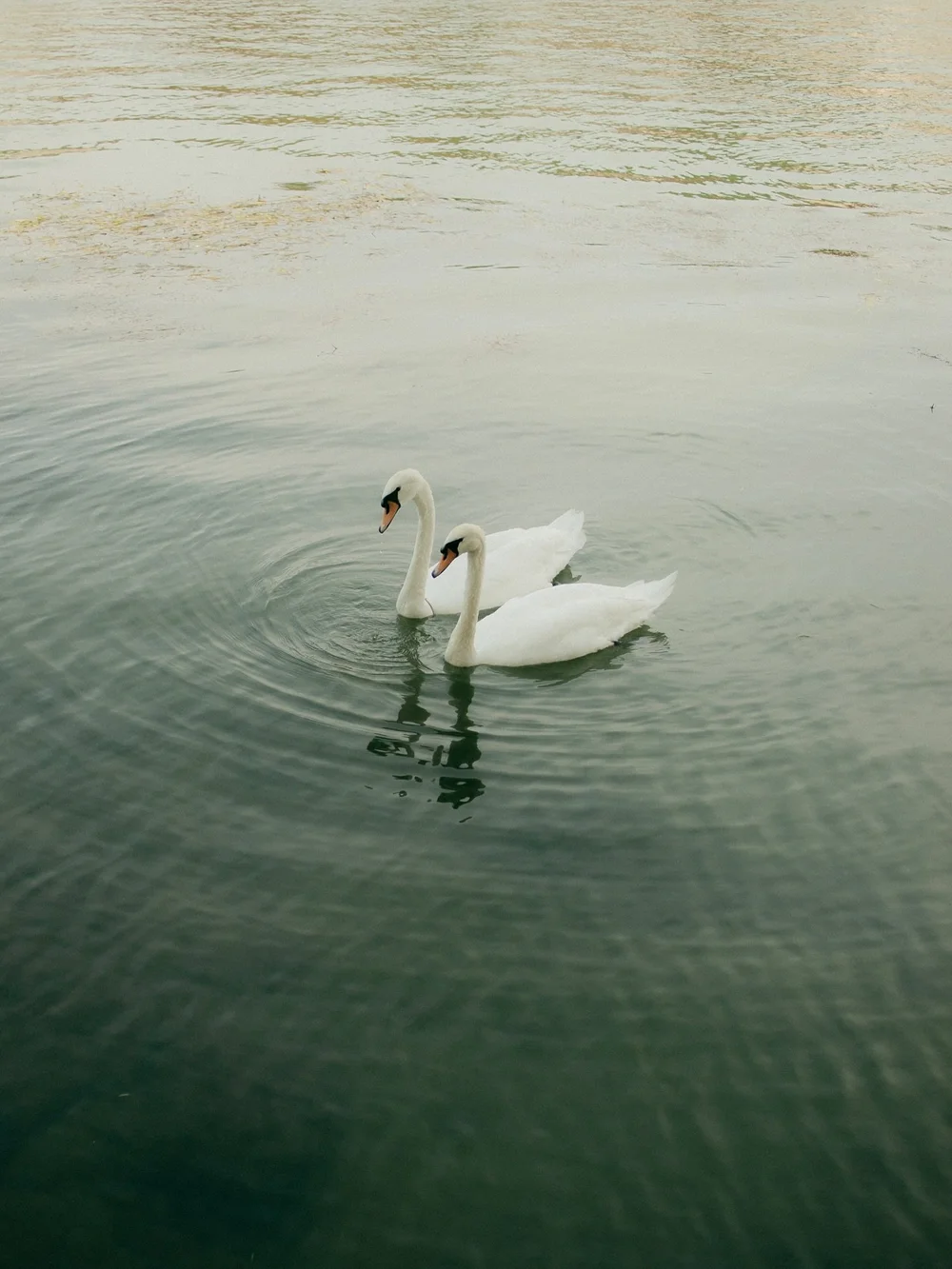 Swans on the Seine - 29 August 2024

#parish #seineriver #ilesaintlouis