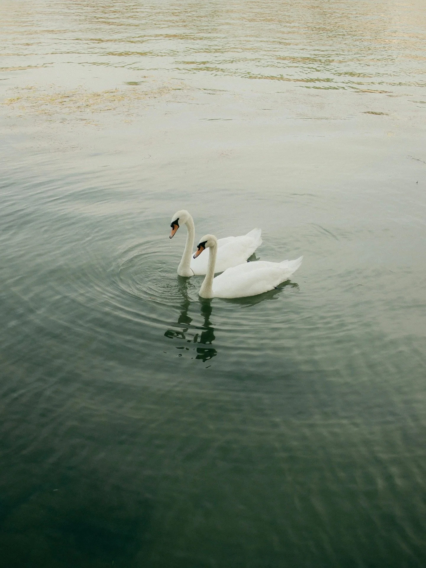 Swans on the Seine - 29 August 2024

#parish #seineriver #ilesaintlouis