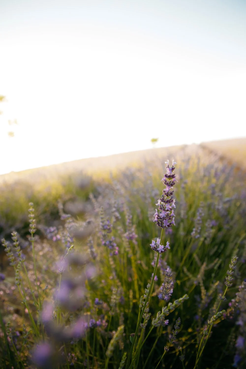 Provence in June: Peak Season in Provence