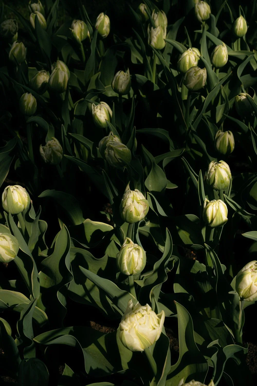 Blooming White Tulips Keukenhof Gardens Early April