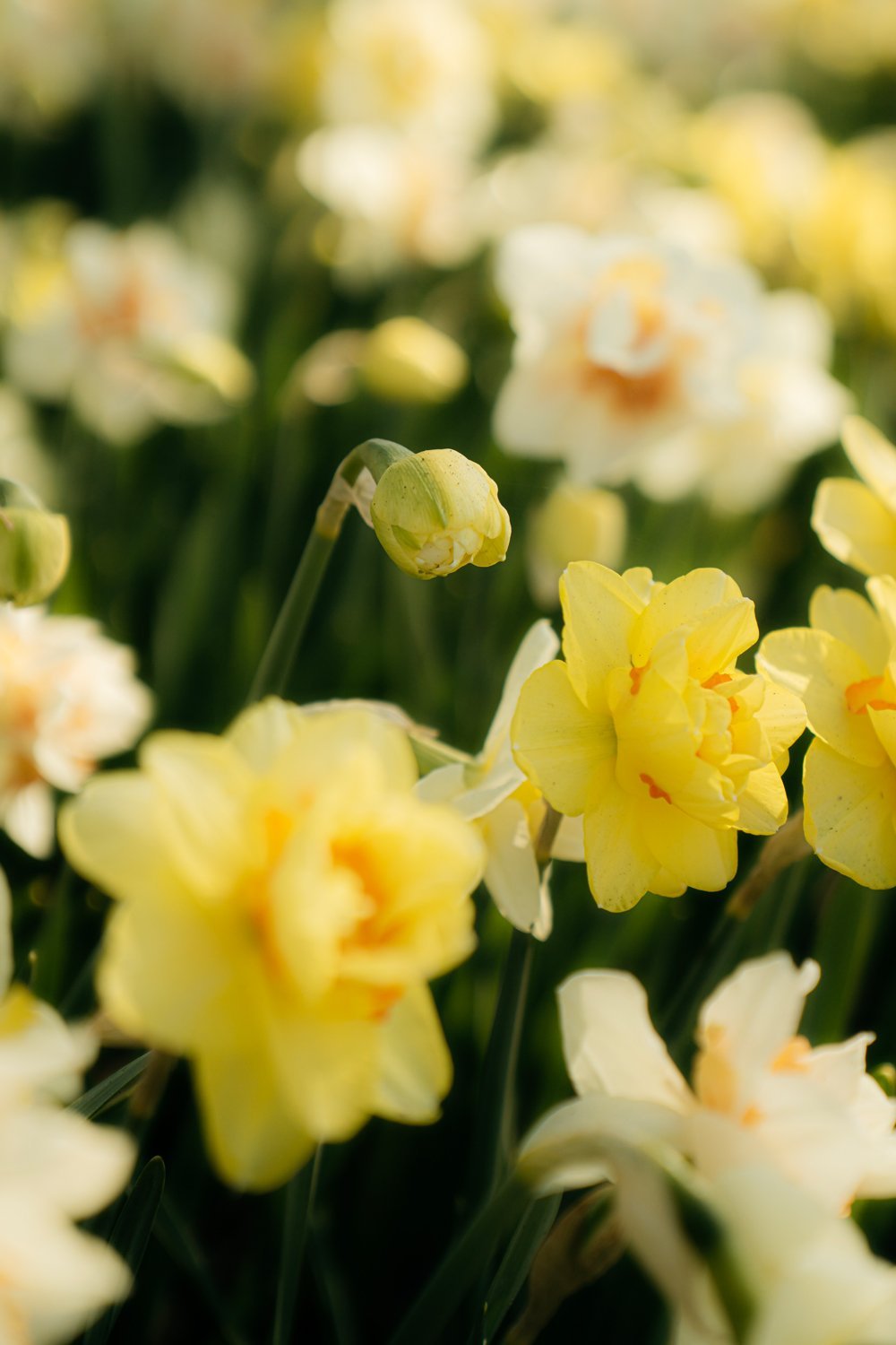 Daffodils Keukenhof Gardens