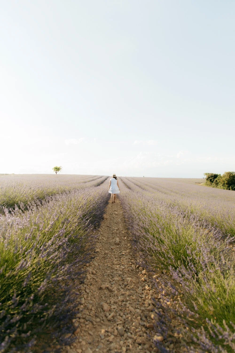 Valensole Lavender Fields Provence June