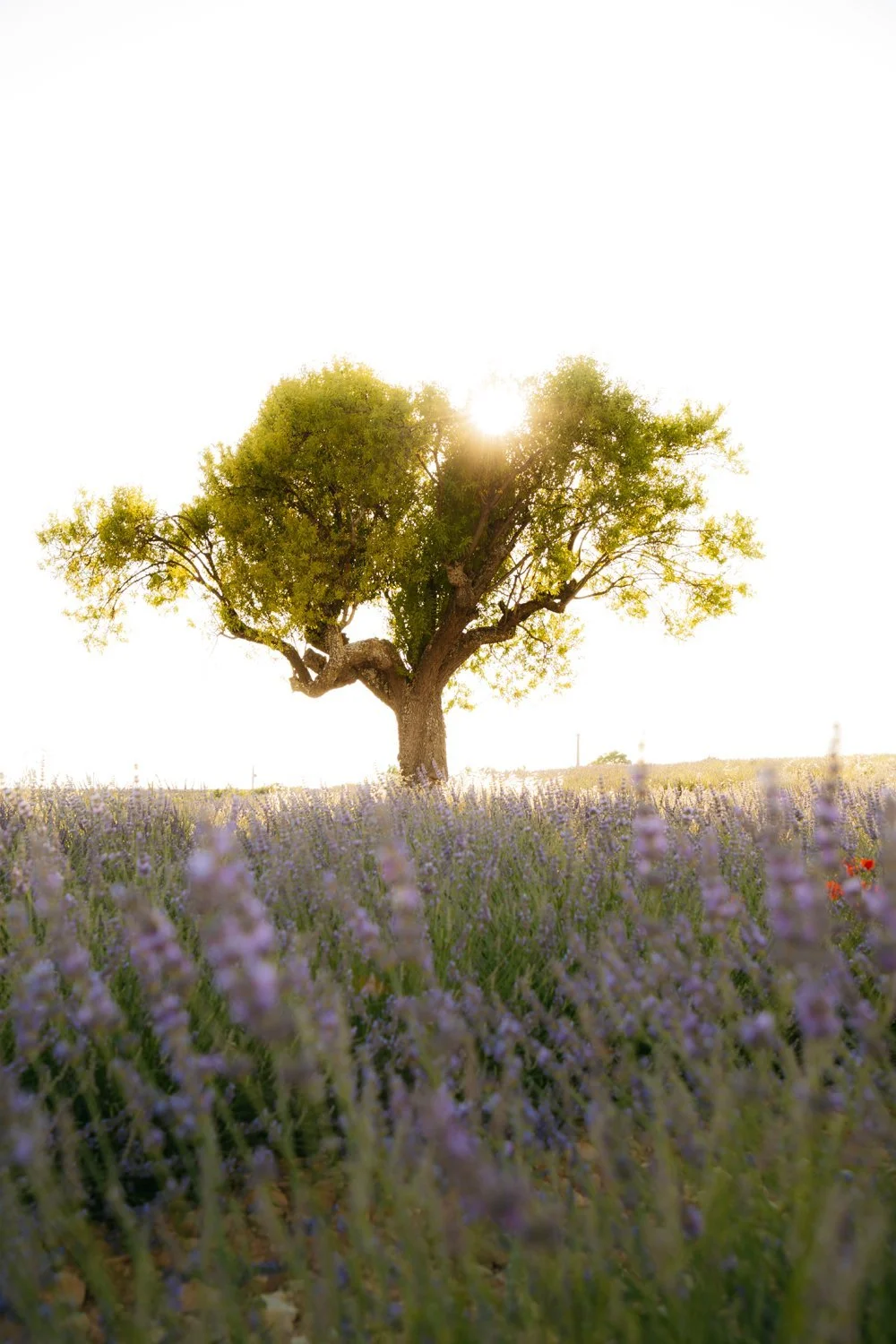 Valensole Lavender Fields Provence June