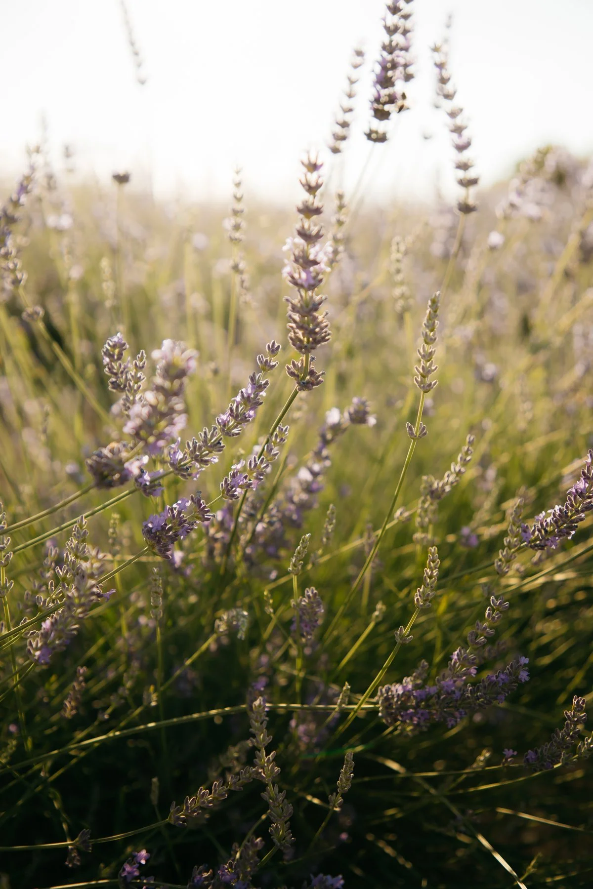 Valensole Lavender Fields Provence June