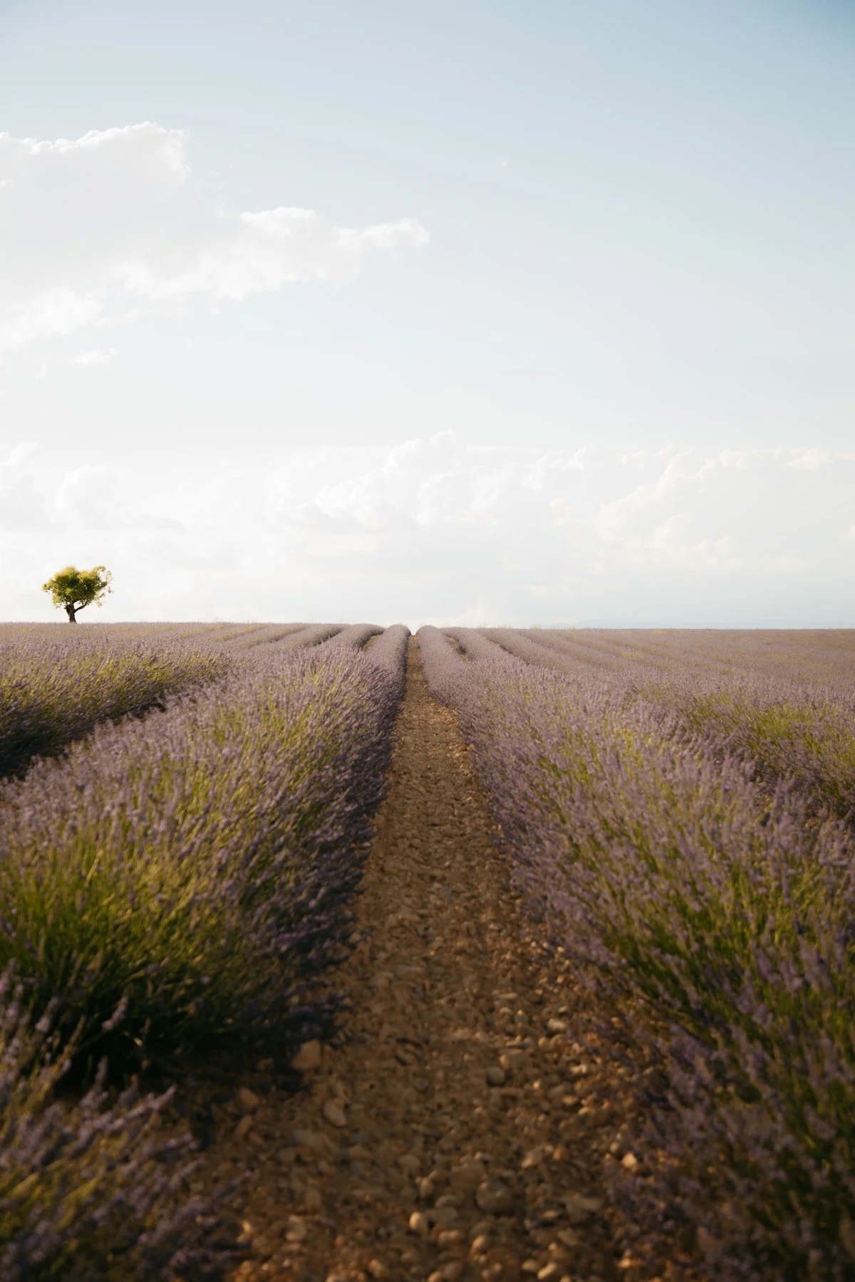 Valensole Lavender Fields Provence June