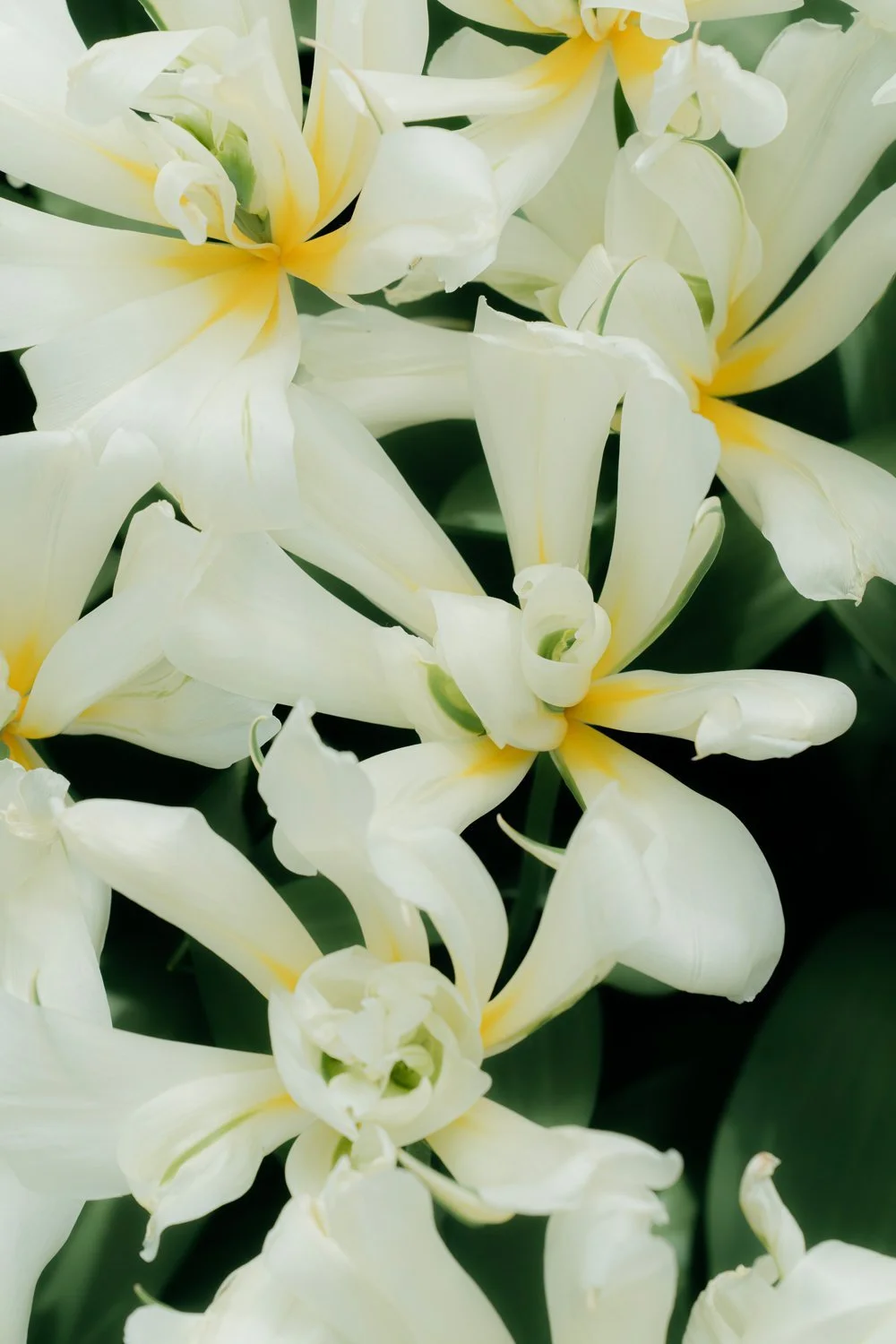White Tulips Keukenhof Gardens