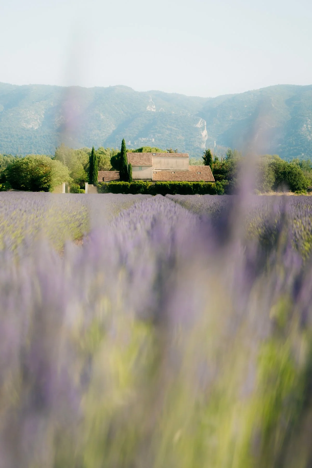 Lavender Fields Luberon Provence June