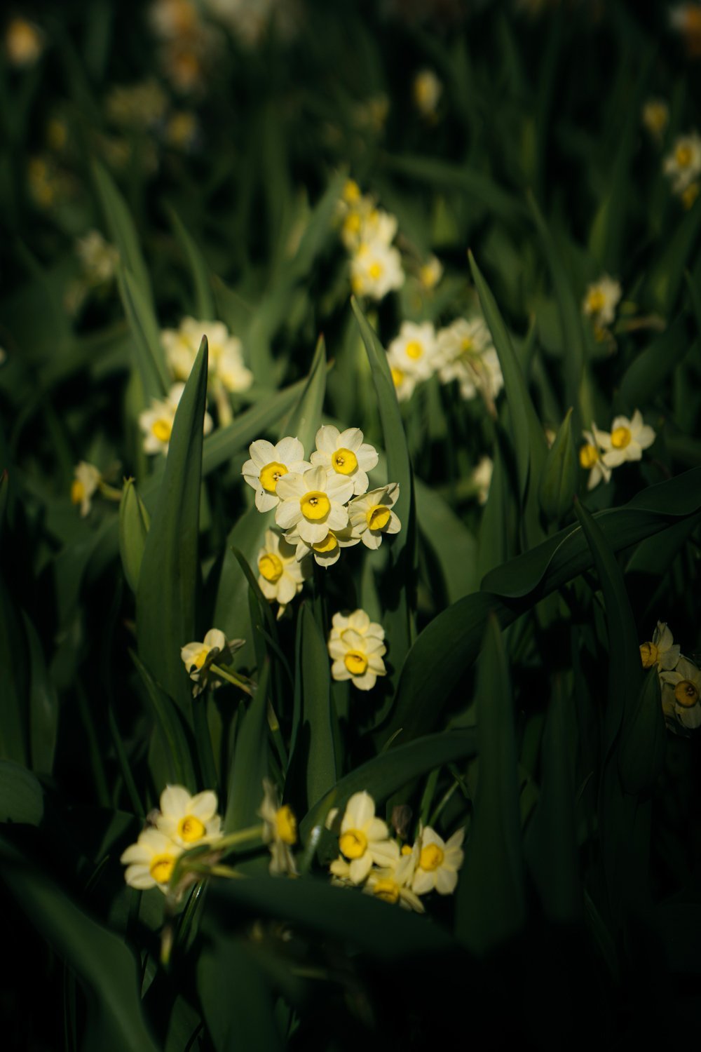 Small Daffodils Keukenhof Gardens