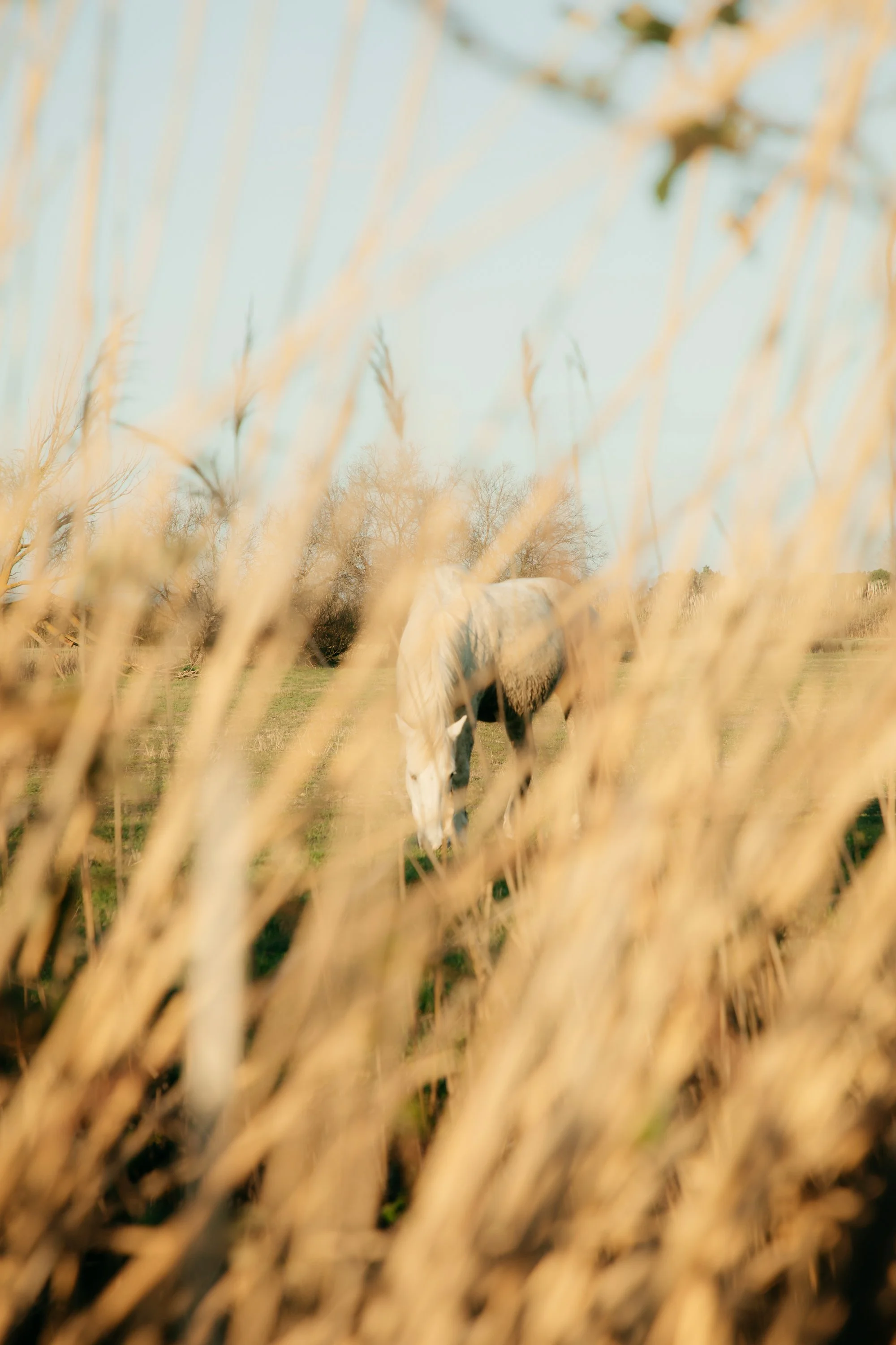 Camargue Horse