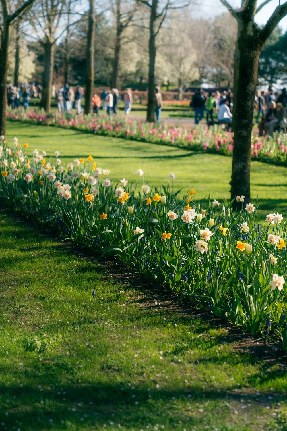 Daffodil Flower Beds at Keukenhof Gardens