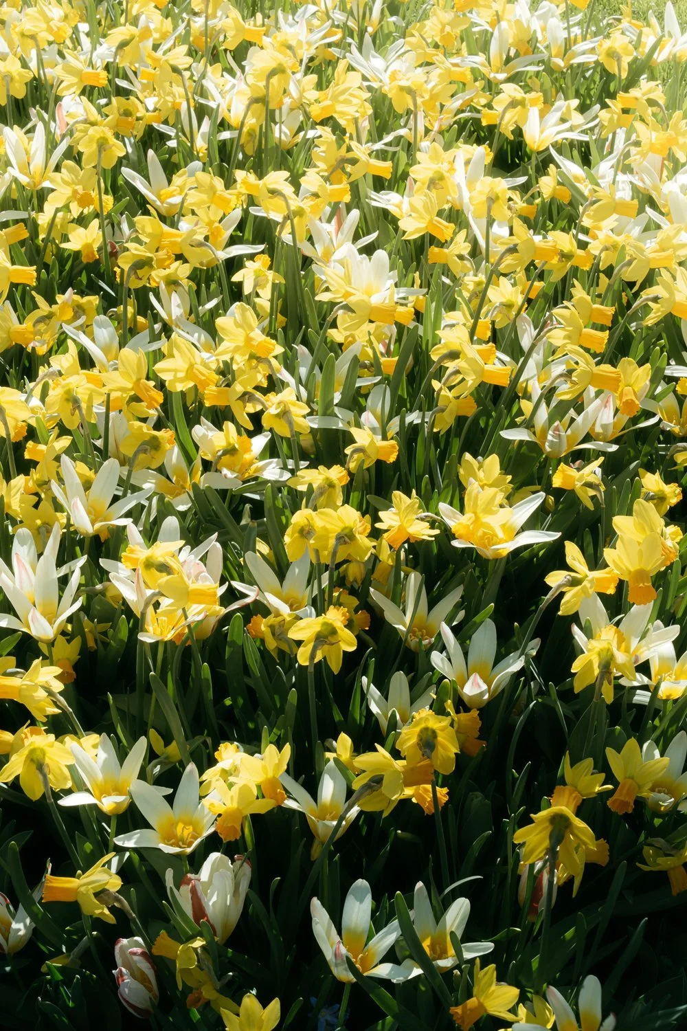 Daffodils at Keukenhof Gardens Early April
